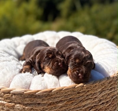 Les chiots de Cocker Spaniel Anglais