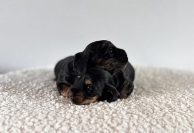 Les chiots de Cocker Spaniel Anglais