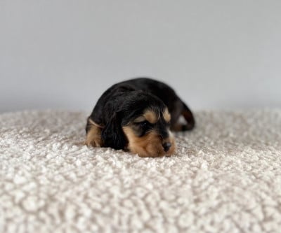 Les chiots de Cocker Spaniel Anglais