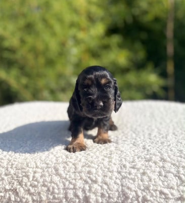 Les chiots de Cocker Spaniel Anglais
