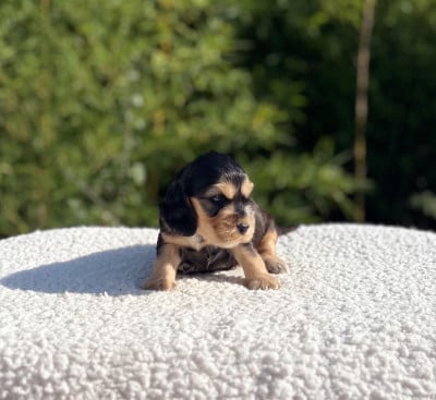 Les chiots de Cocker Spaniel Anglais