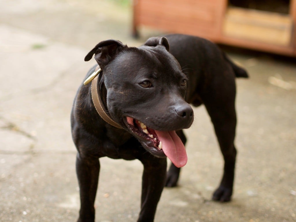 Bjôrn of Knightwood Oak