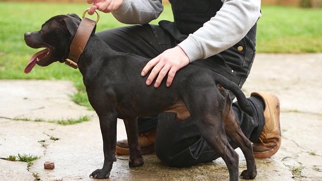 Bjôrn of Knightwood Oak