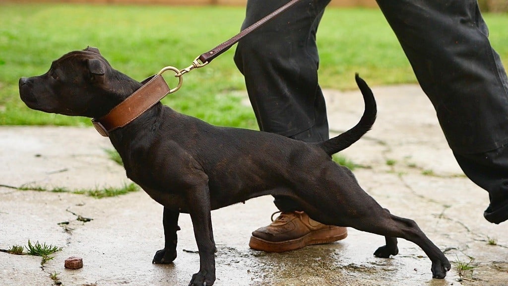 Shelby of Knightwood Oak