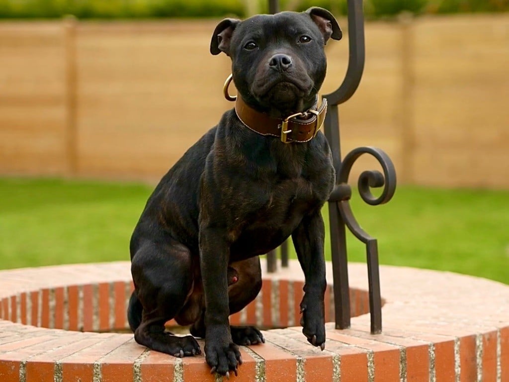 Bjôrn of Knightwood Oak