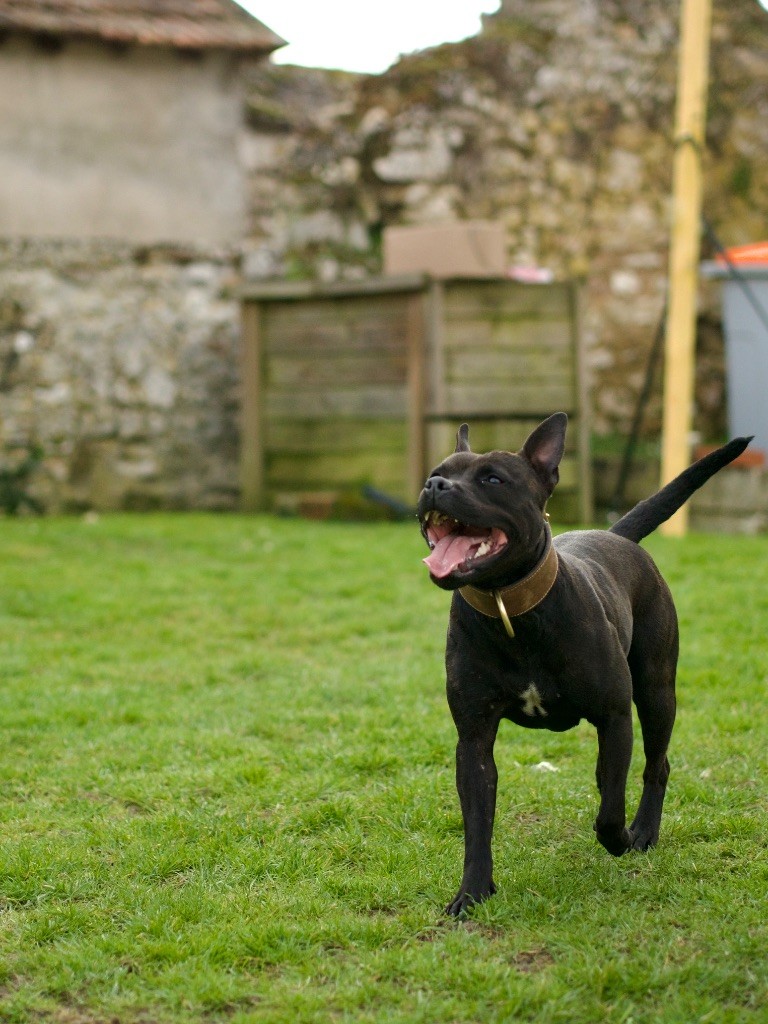 Shelby of Knightwood Oak