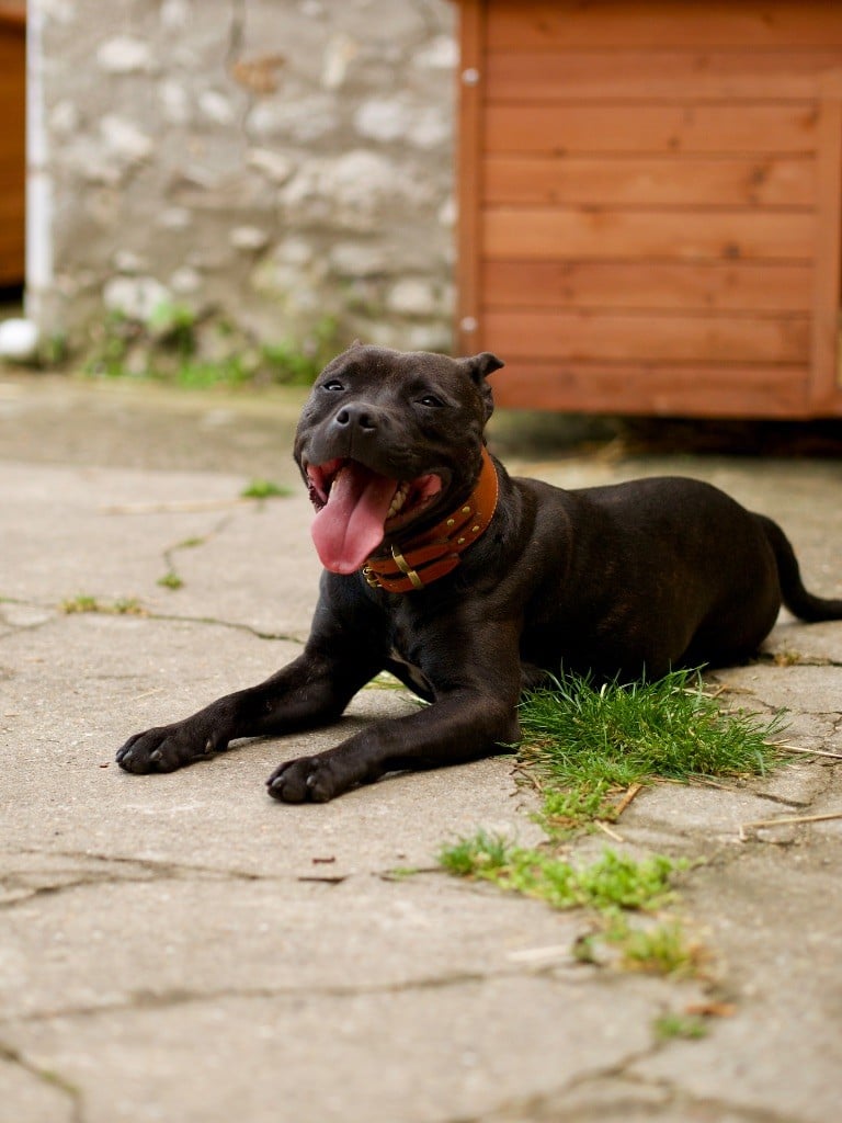 Shelby of Knightwood Oak