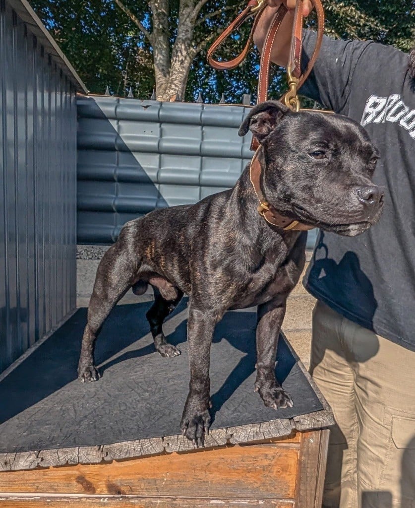 Bjôrn of Knightwood Oak