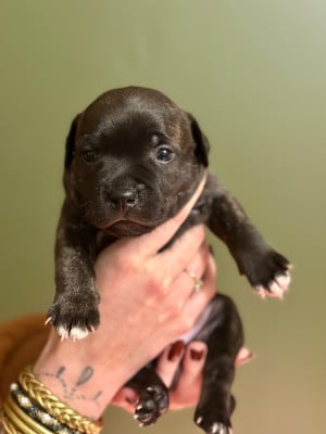 Les chiots de Staffordshire Bull Terrier