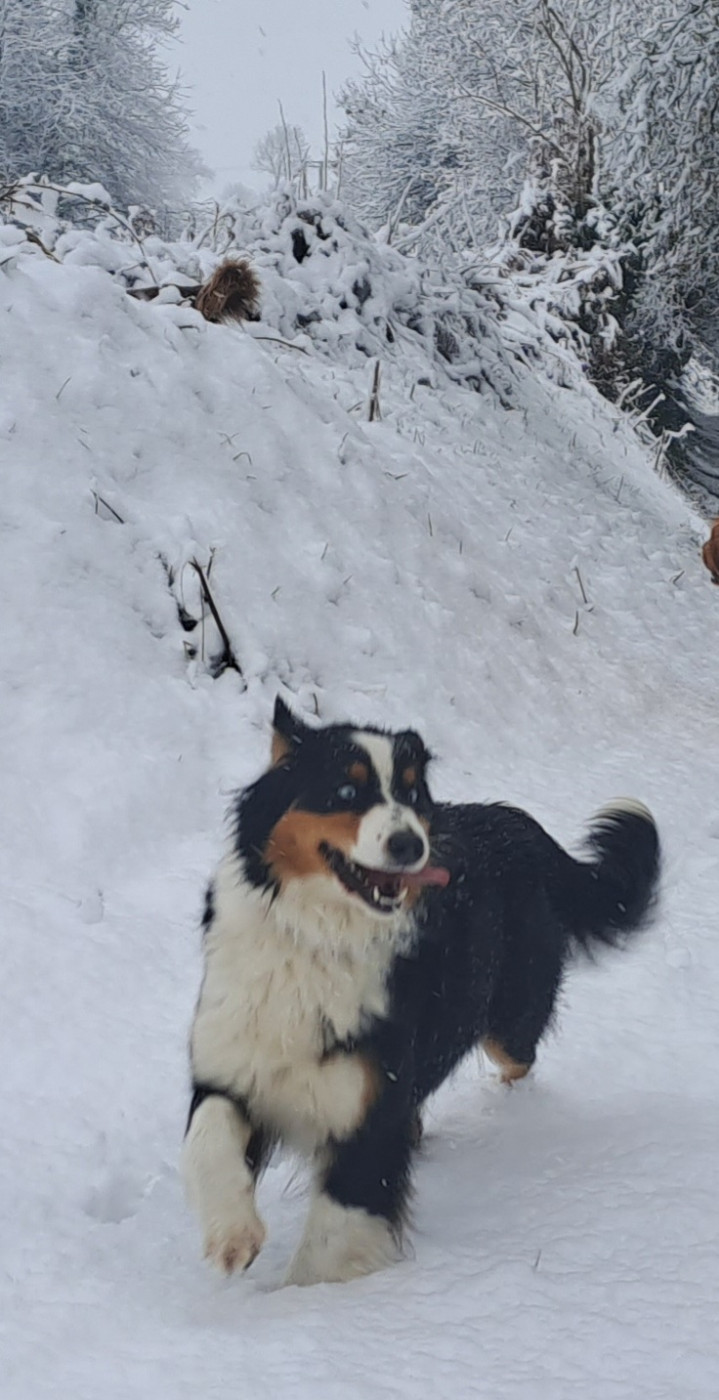 U'TAIGA  of Fantasia Collies