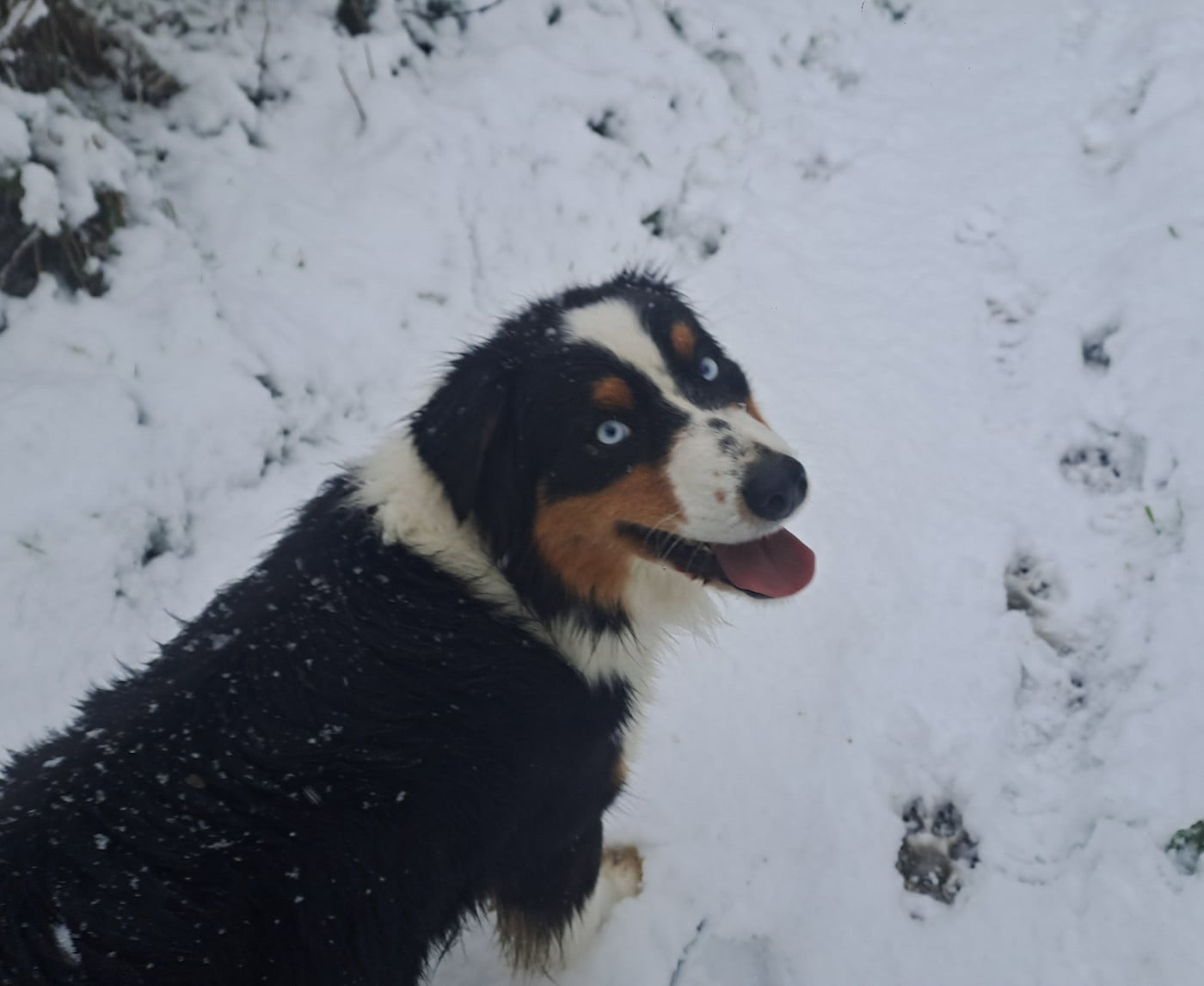 U'TAIGA  of Fantasia Collies