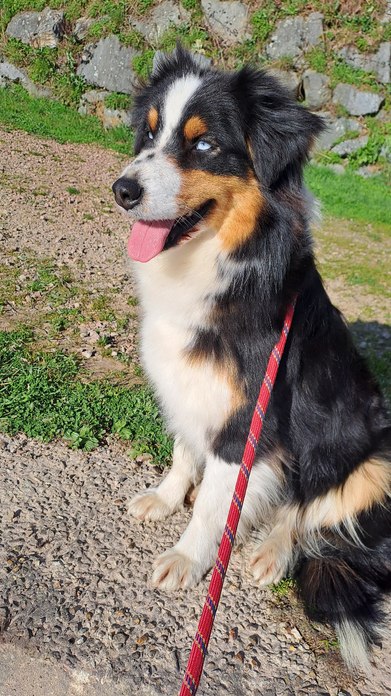 U'TAIGA  of Fantasia Collies