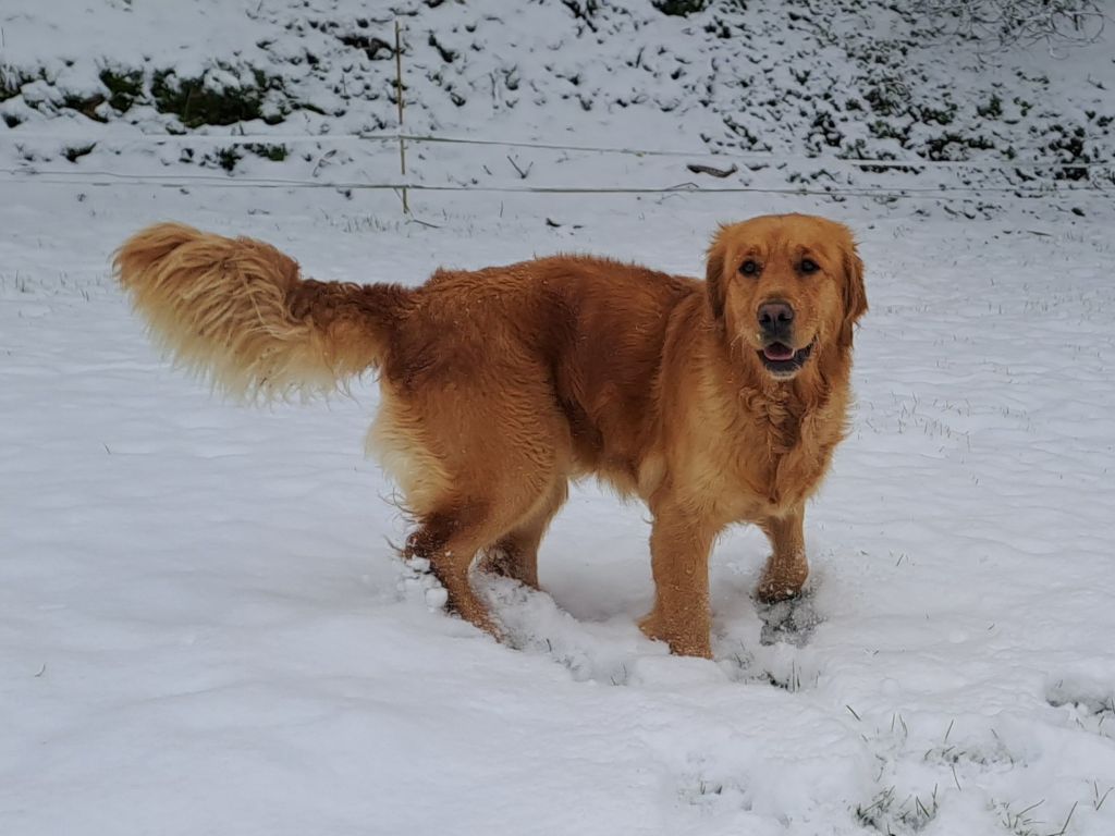 Swaily Du Domaine Du Petit Perchis
