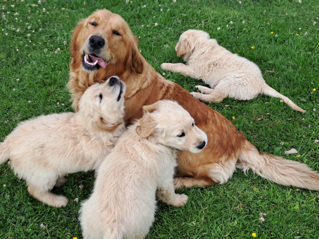 Swaily Du Domaine Du Petit Perchis