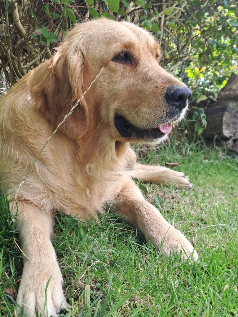 Swaily Du Domaine Du Petit Perchis