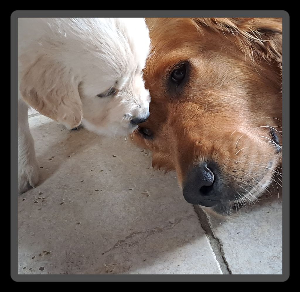 Swaily Du Domaine Du Petit Perchis