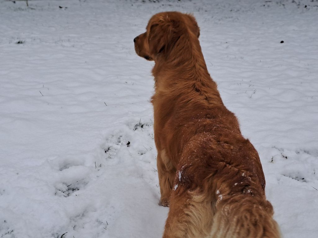 Swaily Du Domaine Du Petit Perchis