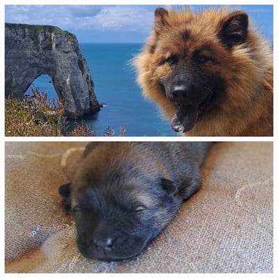 Des Racines De ShaÏga