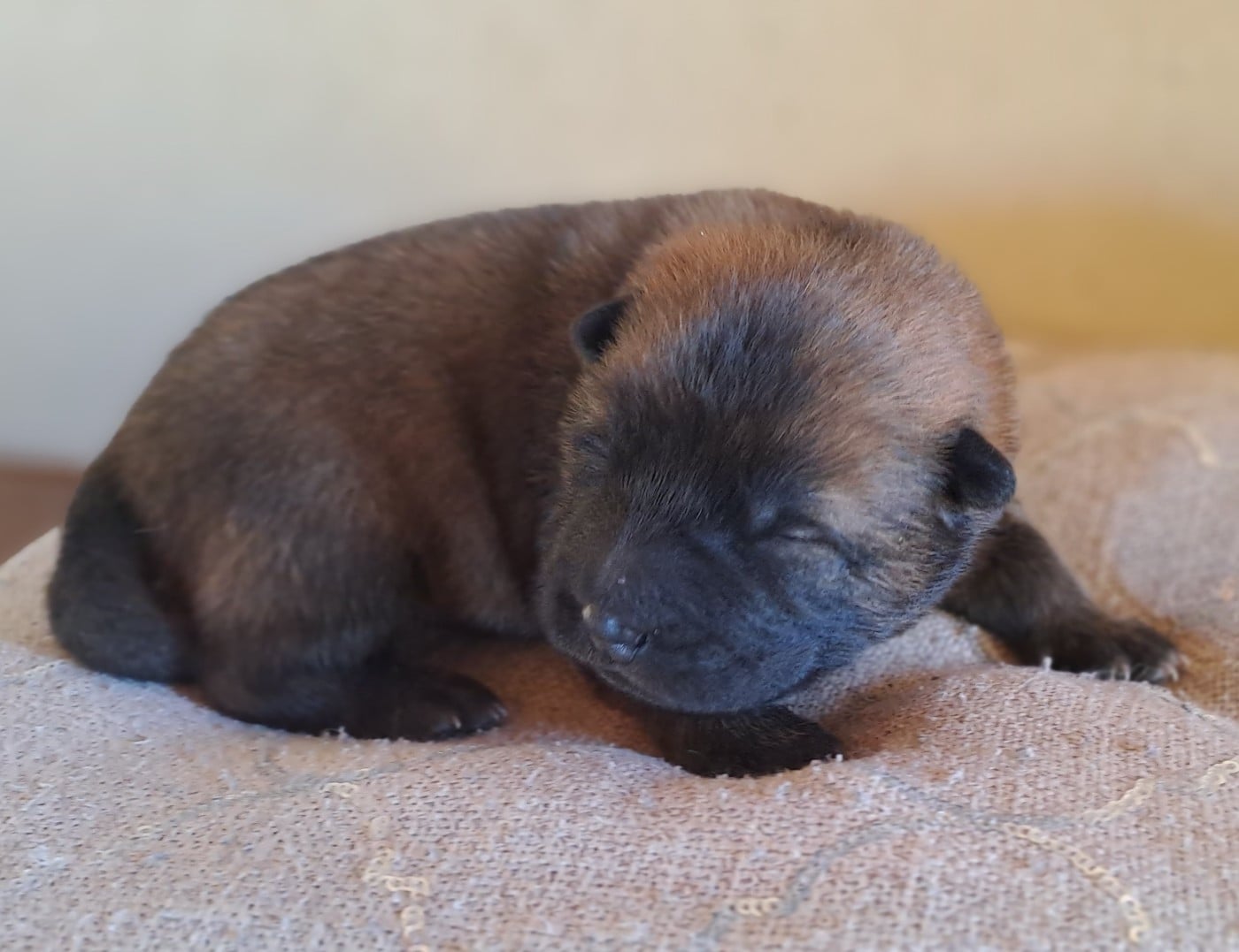 Chiot N°2 - Eurasier