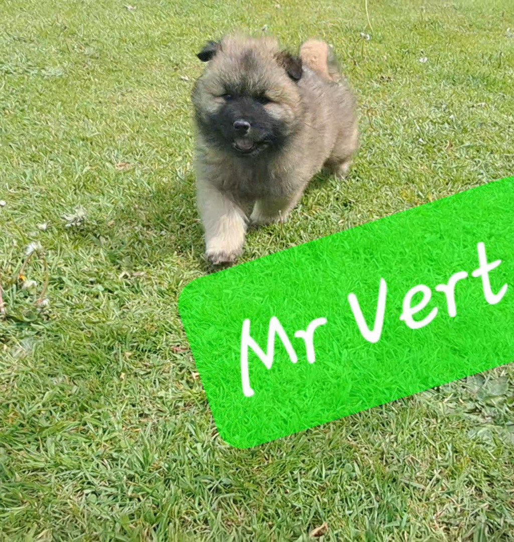 Mr vert