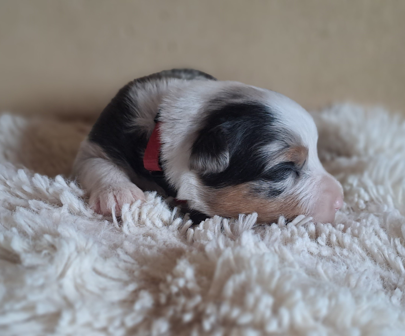 Mr Rouge - Berger Australien