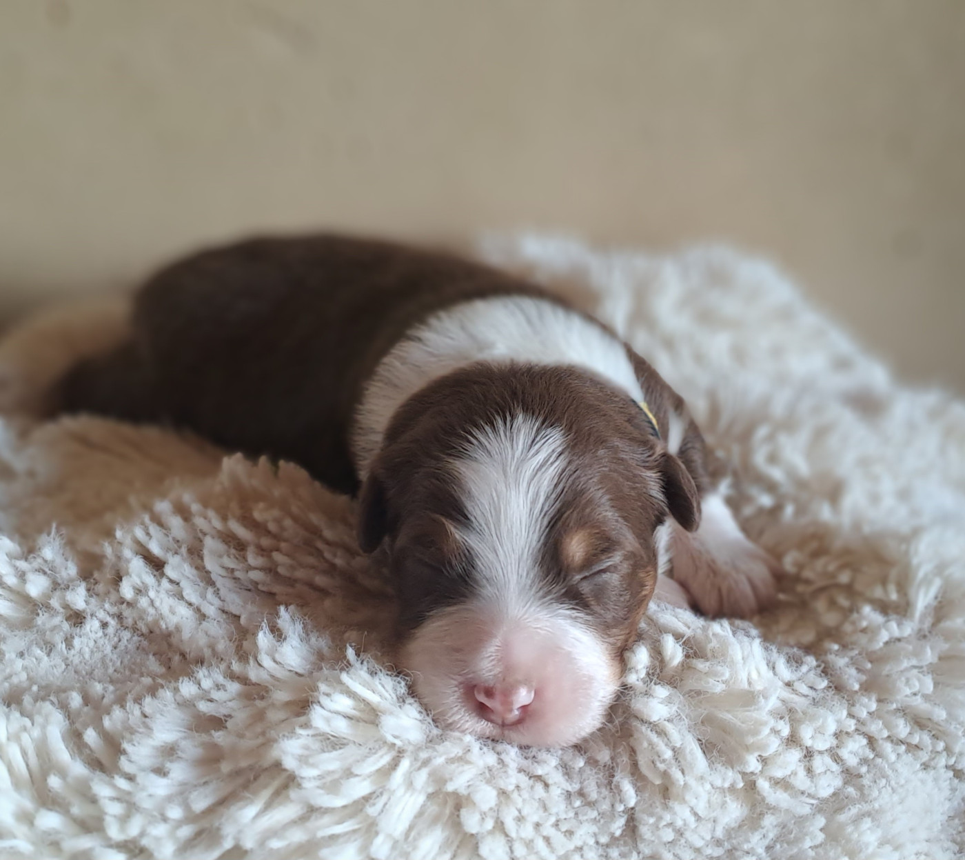 Mr Jaune - Berger Australien