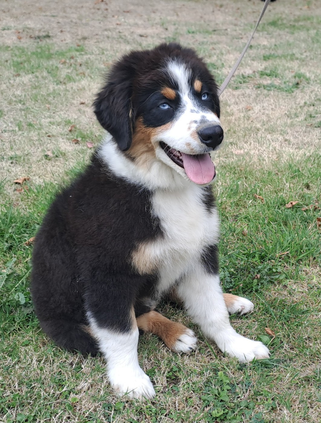 Mr Bleu, noir tricolore yeux bleus