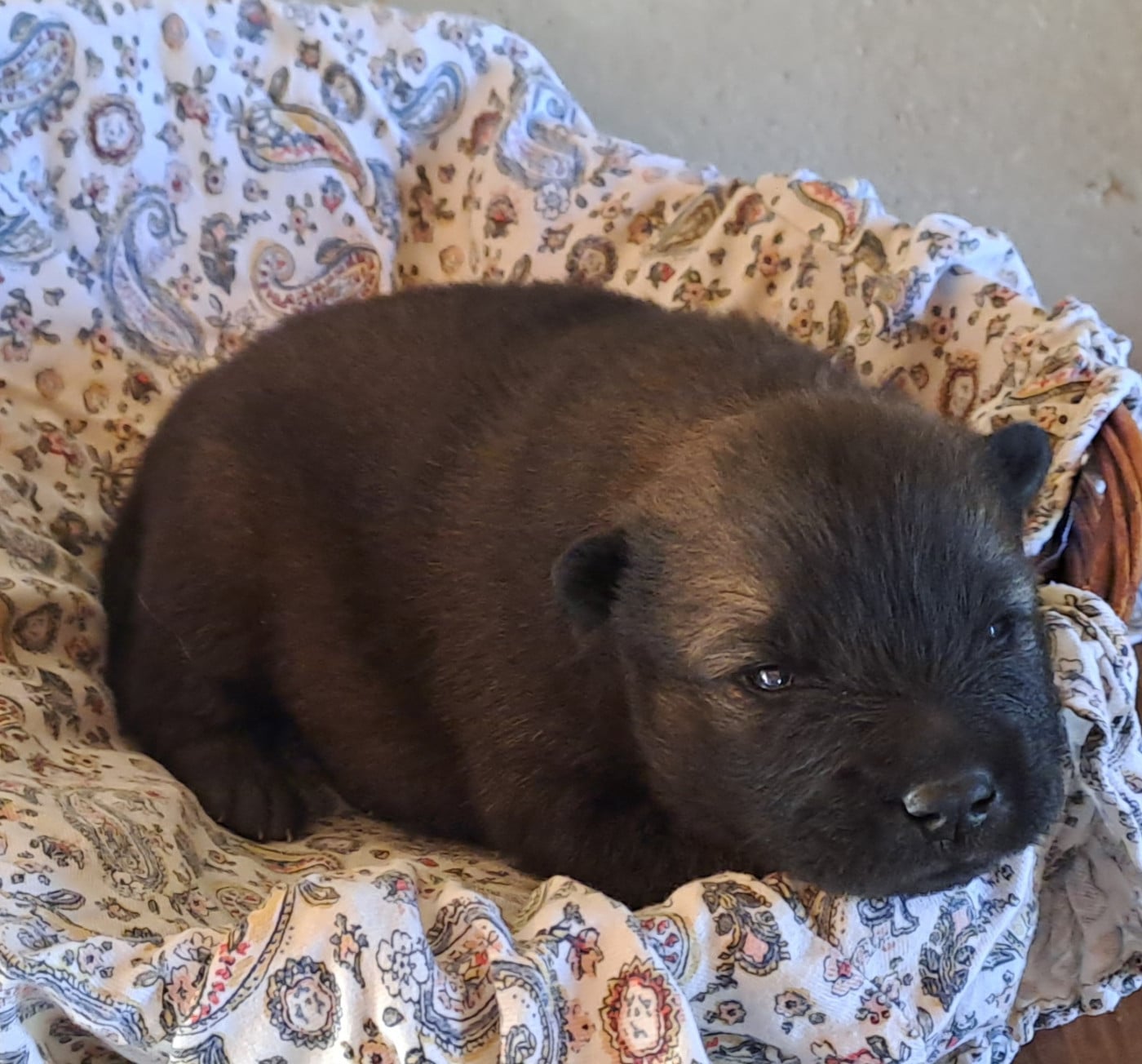 Mr VERT - Eurasier