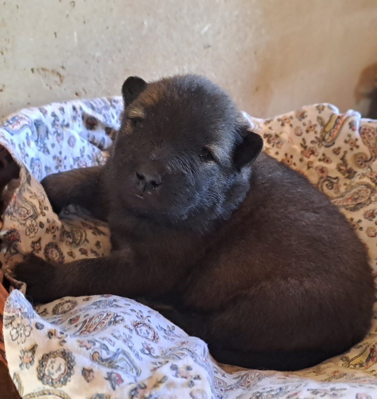 Mlle ROUGE - Eurasier