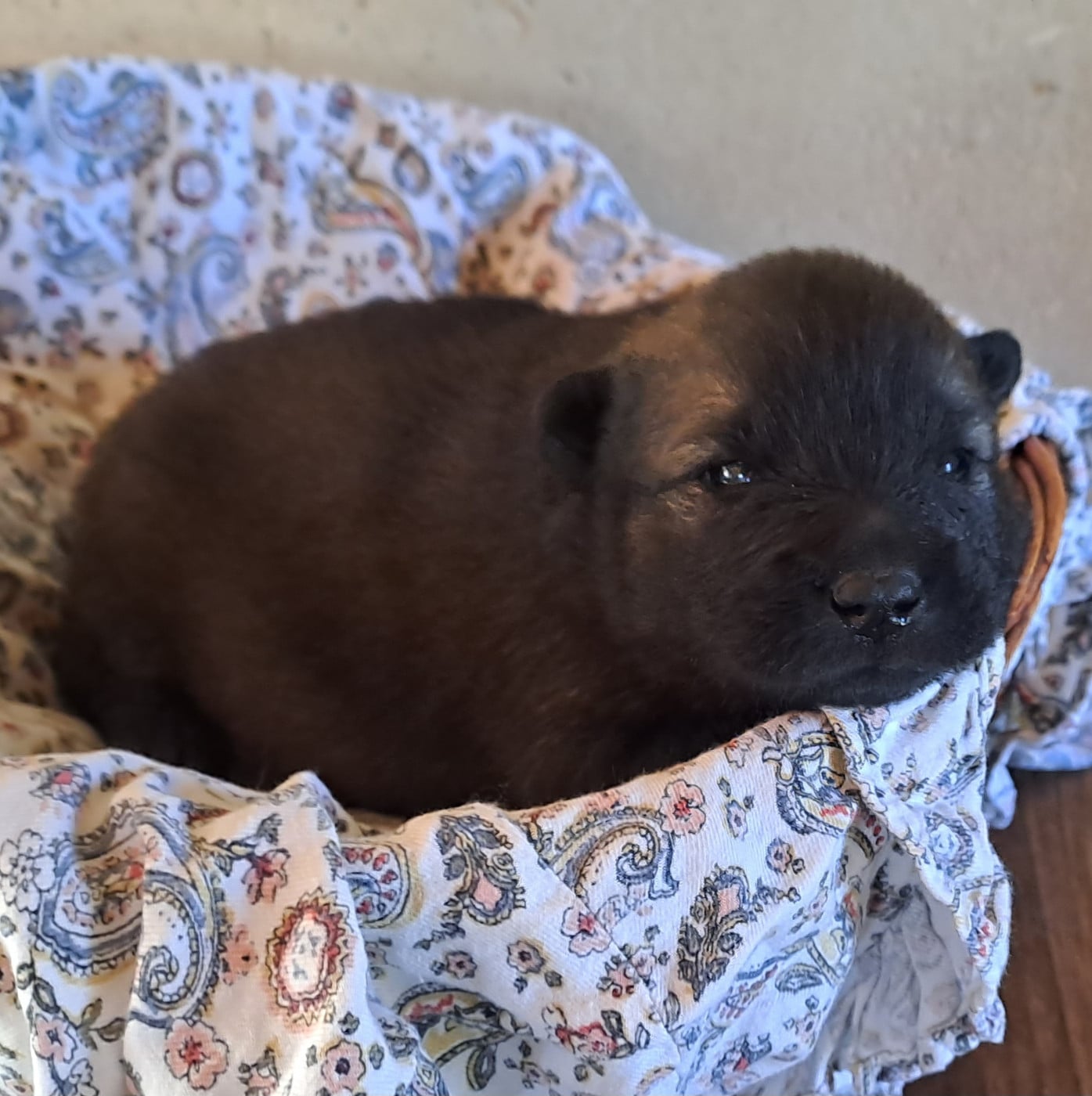 Mlle ROSE - Eurasier