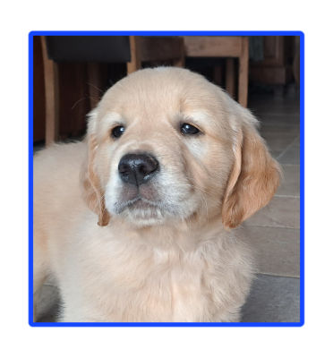 Les chiots de Golden Retriever