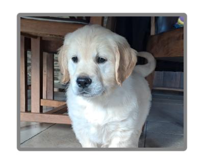 Les chiots de Golden Retriever