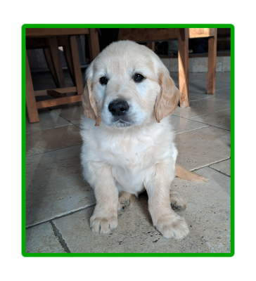 Les chiots de Golden Retriever