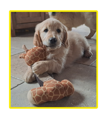 Les chiots de Golden Retriever