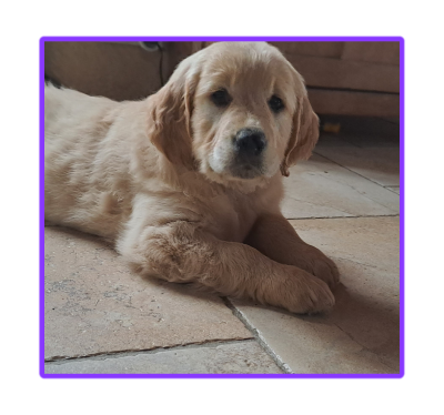 Les chiots de Golden Retriever