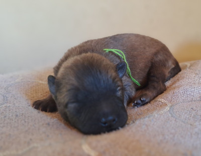 Les chiots de Eurasier