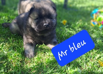 Les chiots de Eurasier