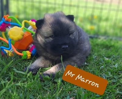 Les chiots de Eurasier