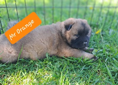 Les chiots de Eurasier