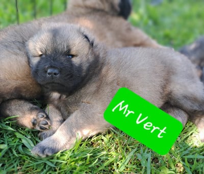 Les chiots de Eurasier