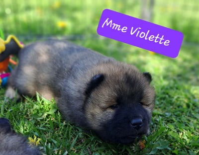 Les chiots de Eurasier