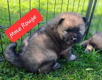 Les chiots de Eurasier