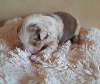 Les chiots de Berger Australien