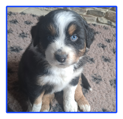 Les chiots de Berger Australien
