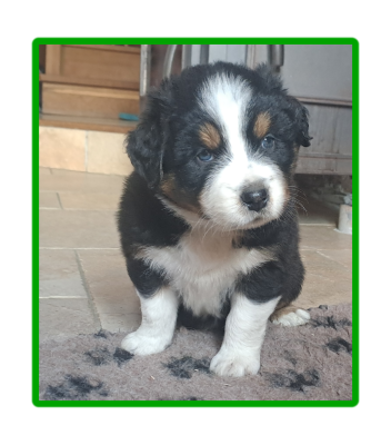 Les chiots de Berger Australien