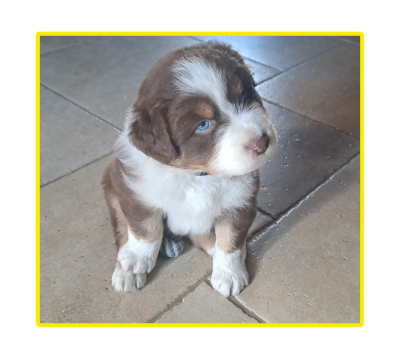 Les chiots de Berger Australien