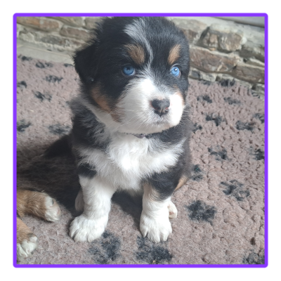 Les chiots de Berger Australien