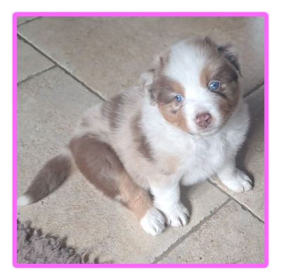Les chiots de Berger Australien