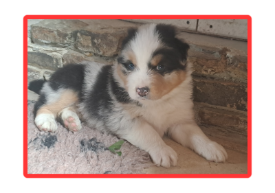 Les chiots de Berger Australien