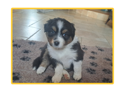 Les chiots de Berger Australien